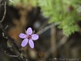 20090503 LittleThings 023.jpg