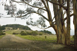EucalyptusWTrail-2.jpg