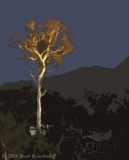 Tree In Days Last Light