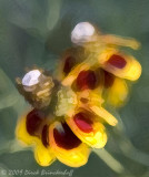 20090826 Scenes 008FlowerPaint.jpg