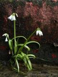 Snow Drops in a No Parking Zone