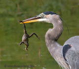 Great Blue Heron with frog