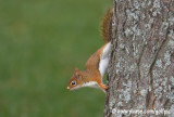 Young Red Squirrel