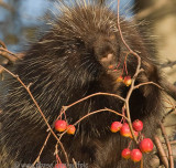 Porcupine enjoys crab apples