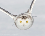 Snowy Owl and where to photograph them