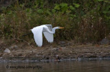 A lingering Great Egret