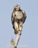 Redtail Hawk