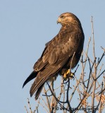 Rough-legged Hawk