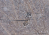 Hawk Owl winter wonderland.