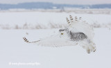 Snowy Owl