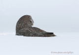 Great Gray Owl