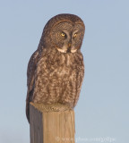 Great Gray Owl basking in late day sun