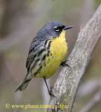 Kirtlands Warbler