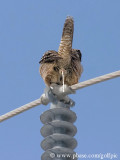 Hawk Owl