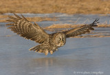 Great Gray Owl flying over ice