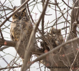 Great Horned Owl and young on nest