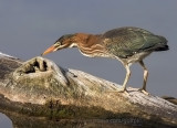 Green Heron