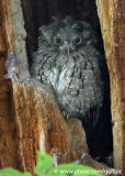 Screech Owl molting