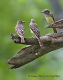Great-crested Flycatcher family