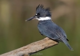 Belted Kingfisher