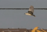 A black-crowned night heron roost