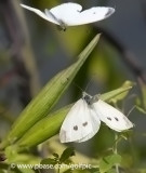Small Cabbage White butterflies ready to mate