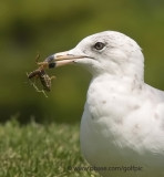 Ring-billed Gull and frog