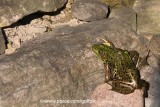 Frogs eyeing yellow jackets, a predatory wasp.