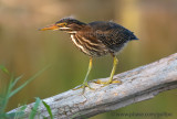 Green Heron