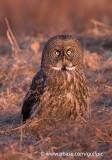 Great Gray Owl at sunset