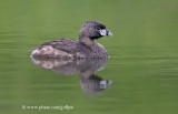 Pied-billed Grebe