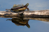 Sun bathing turtle