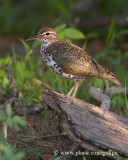 Spotted Sandpiper