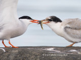 Common Terns feeding