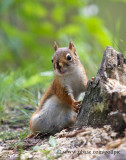 Juvenile Red Squirrel posing