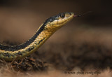 Garter Snake tongue flick