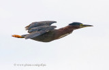 Green Heron