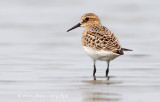 Bairds Sandpiper (juvenile)