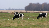 Cattle Egrets