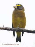 Evening Grosbeak