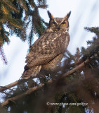 Great Horned Owl receives noisy reception