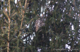 Great Horned Owl