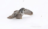 Northern Hawk Owl in snow