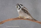 Northern Hawk Owl (part deux)