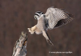 Northern Hawk Owl landing