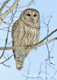Barred Owl