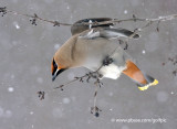 Bohemian Waxwing in snow