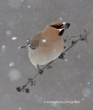 Bohemian Waxwing in snow