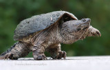 Snapping Turtle takes a step