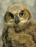 Young Great Horned Owl.  Handheld, no flash.  ISO 1600 at 1/13 seconds.